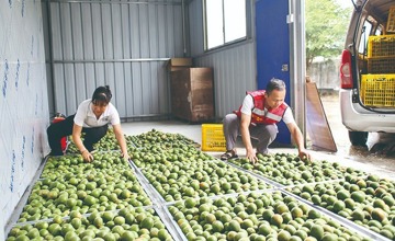 柳工援建烘烤房啟用 “烘” 出思歐村致富新希望